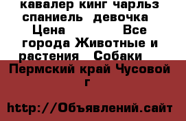  кавалер кинг чарльз спаниель -девочка › Цена ­ 45 000 - Все города Животные и растения » Собаки   . Пермский край,Чусовой г.